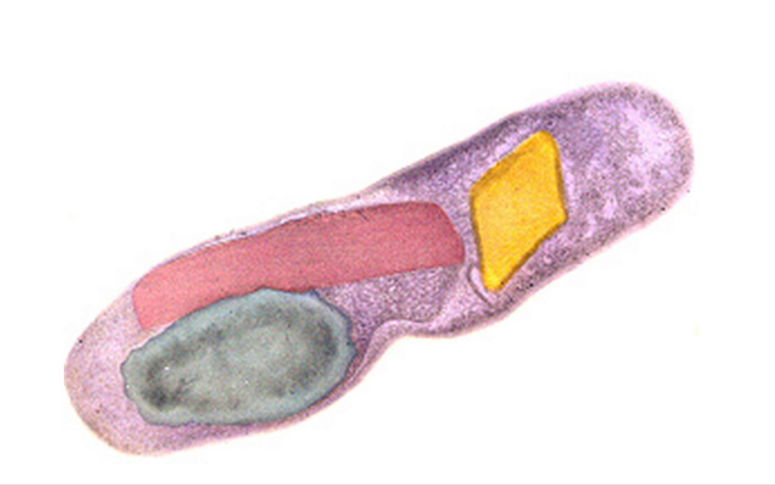 Bacillus thuringiensis