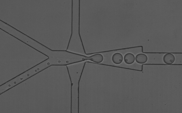 Microscopic image at 100um