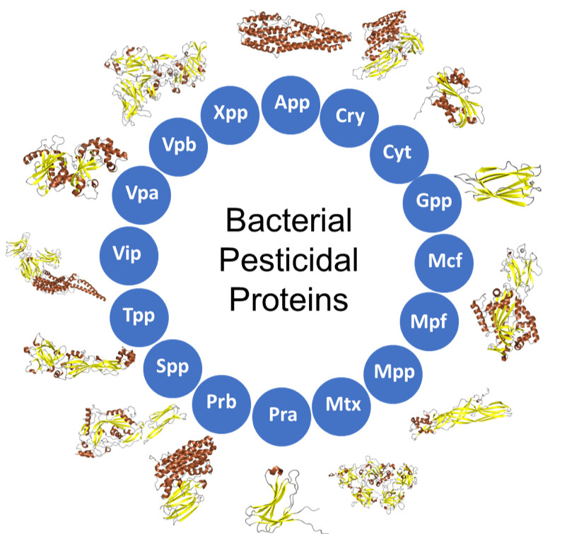 Schematic of 16 bacteria-derived pesticide proteins