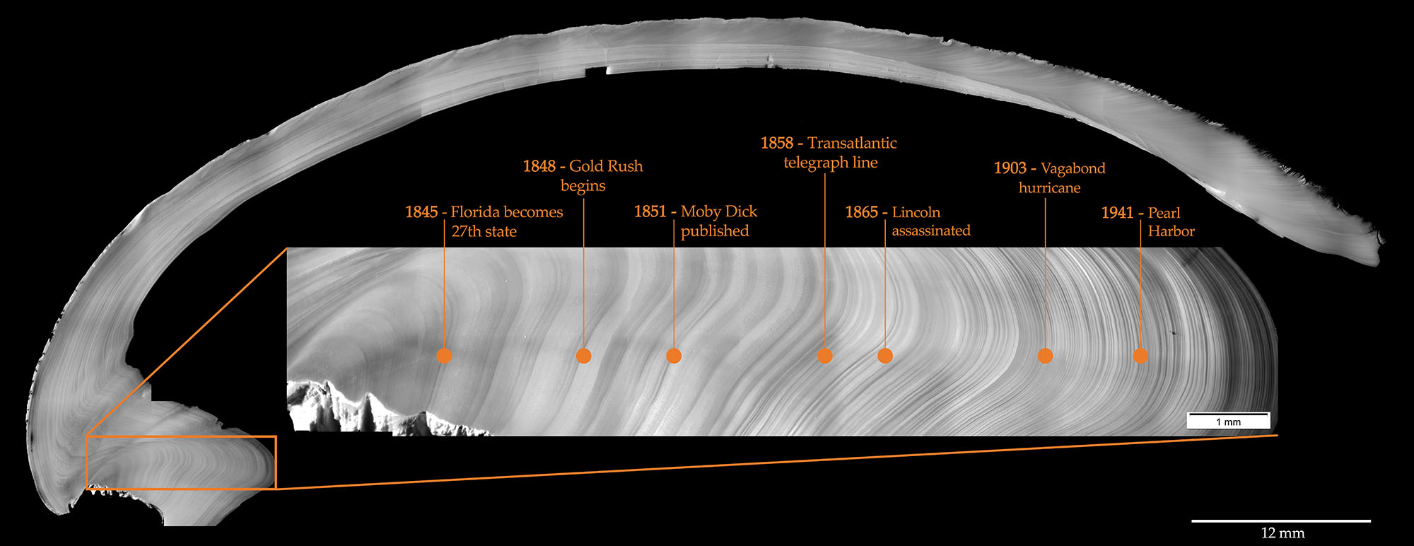 Polished section of the valve of a 170 year old ocean quahaog